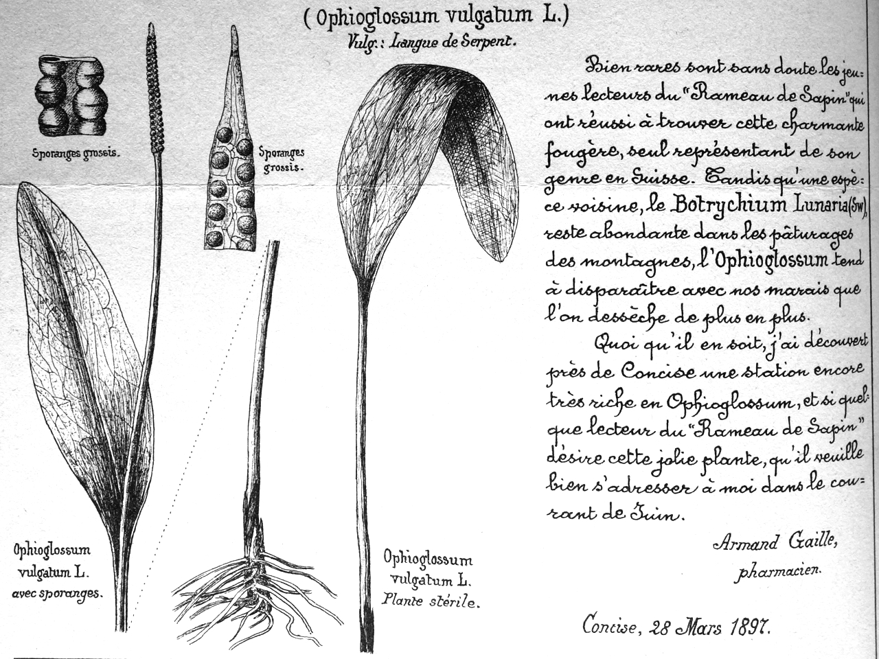Ophioglossum